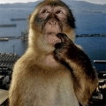 Thumbnail for version as of 11:19, 19 June 2026